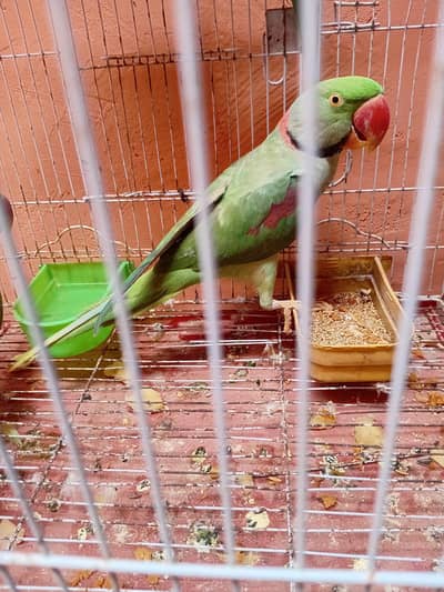 raw breedr male for sell