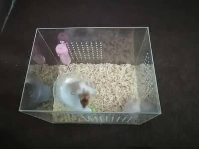 Hamster pair in Acrylic Transparent Box