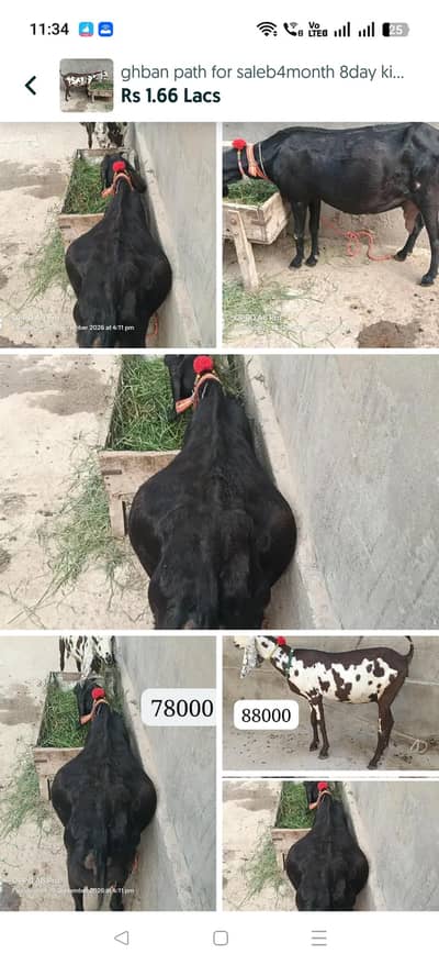 ghban path for saleb4month 8day ki ghban black path 4month 25da 2 hain