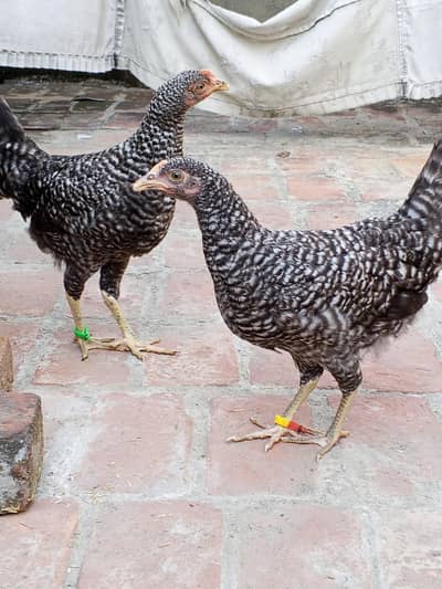 golden mishri egg starter+playmouth for sale