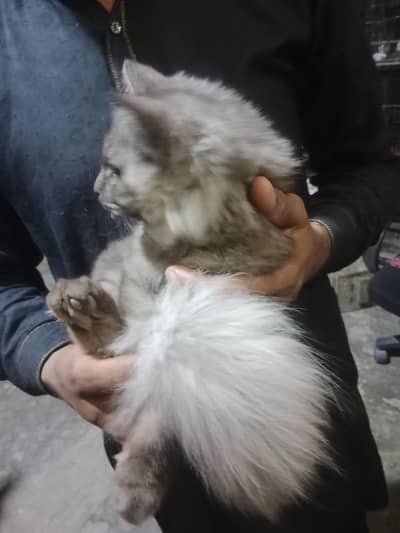 Good Quality cat