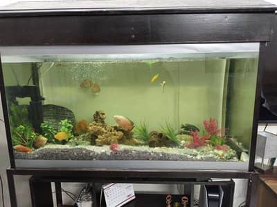 Aquarium for sale