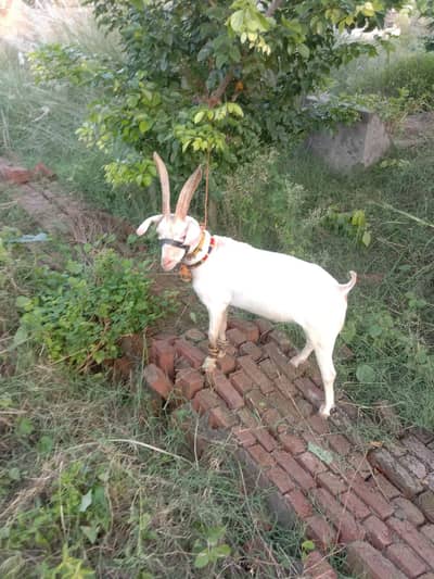 barbri nasal ky 2 male for sell
