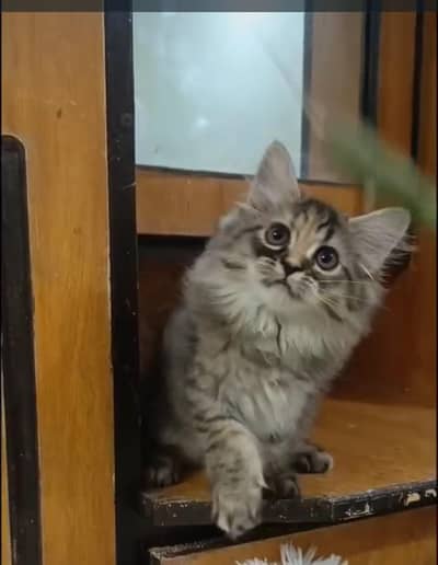 persian triple coat/heavy fur/punch face/kittens/cat