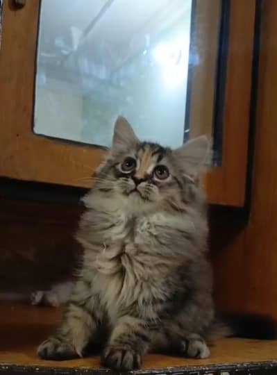 Persian cat and kittens /male/female/triple coat/punch face cat