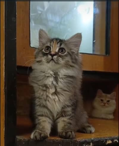Persian cat and kittens /male/female/triple coat/punch face cat