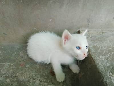 Blue eyes Persian kitten