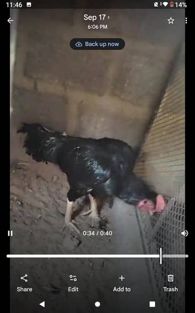 aseel lassani breeder or cheena patha