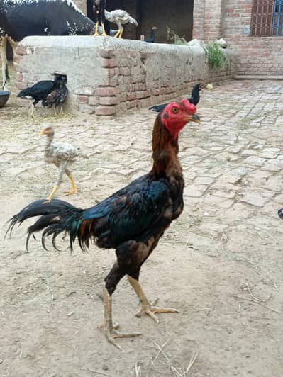 Aseel Murgy murgiyan