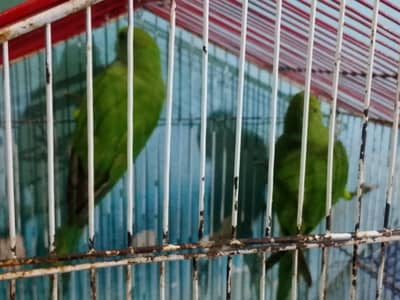 Ringneck Avalible For Sale