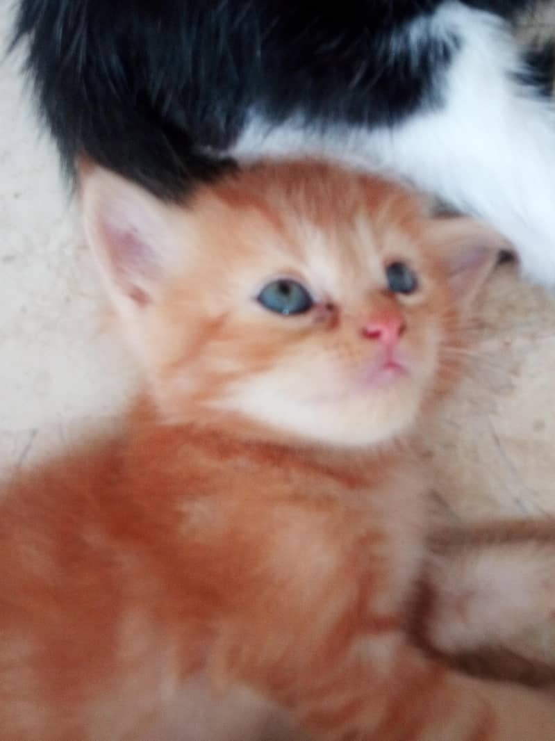 breed persian 0