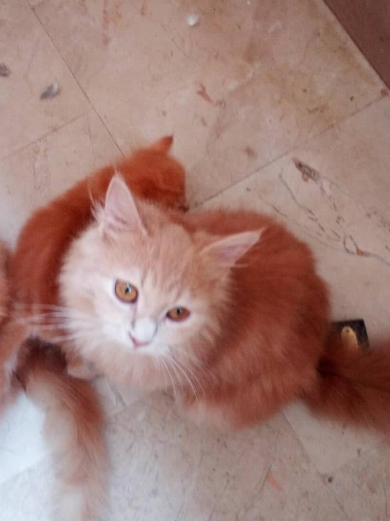 breed persian 1