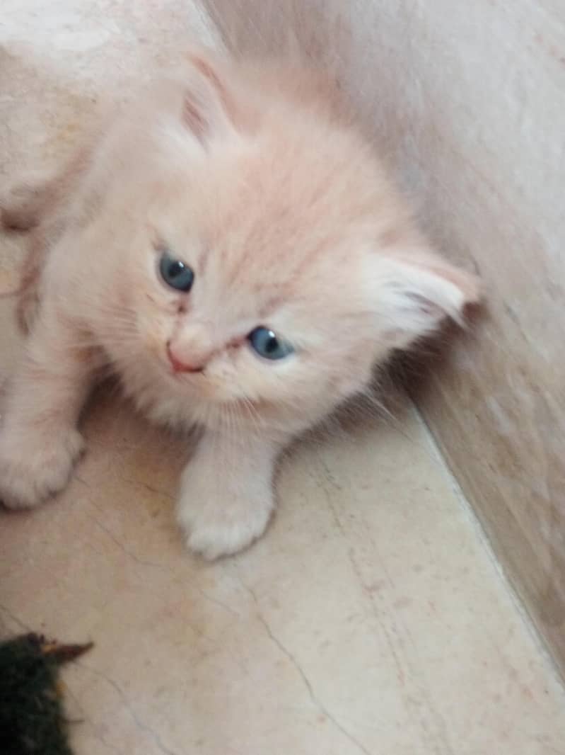 breed persian 2