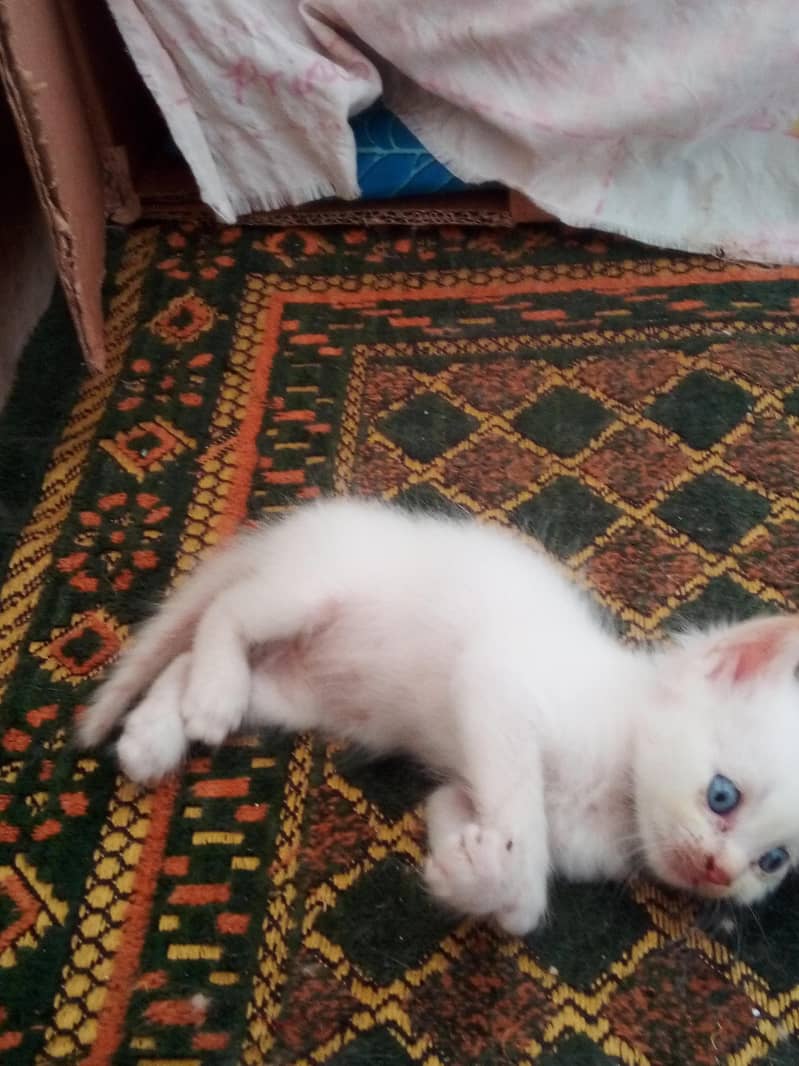 breed persian 3