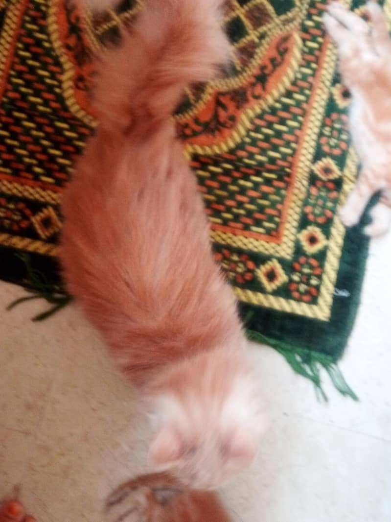 breed persian 4