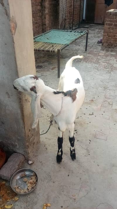 beetal bakra  white black