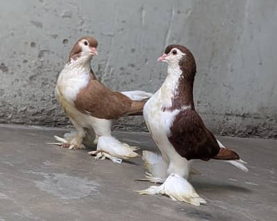 lahori shrzi breeder pair/frilback breeder pair