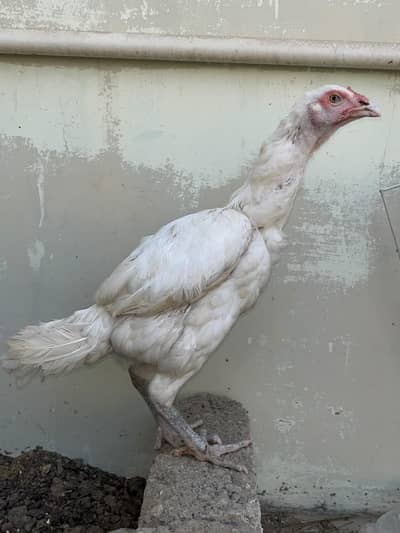 Thai Heera madi for sale