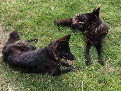 Black shepherd pair for sale