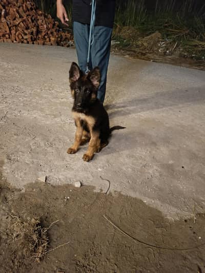 german shepherd female 4 months double coat