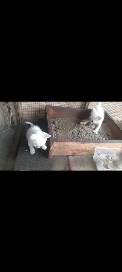 female cat and 2 kitten