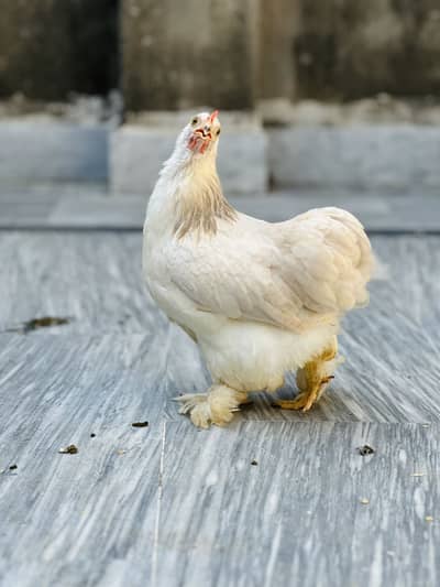 Bantam white ,Frizzle Cochin  bantam  fancy pair