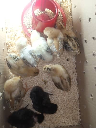pure Desi active and vaccinated 9chicks for sale!