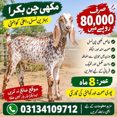 Deai Bakra for Sale