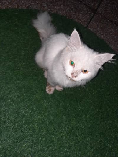 Cat  for sell