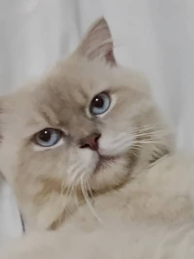 name : momo age 1 years blue eyes