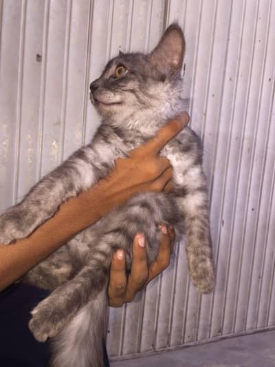 healthy cat 