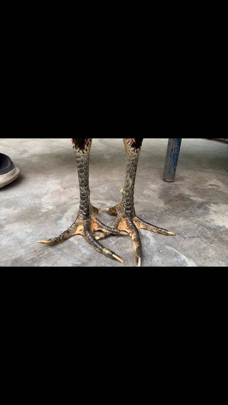 Full long hight patha 1