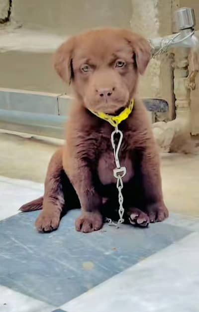 chocolate Labrador