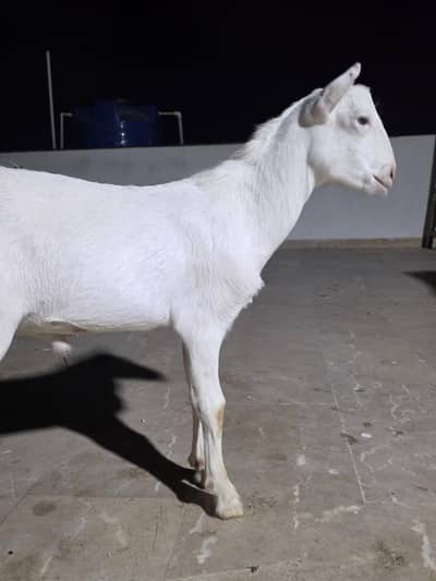 Gulabi teddy bakra white eyes pink nose 8 montha pib colony