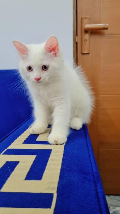 kitten For sale pair