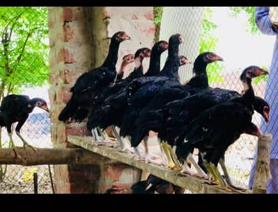 Aseel pathy & chicks