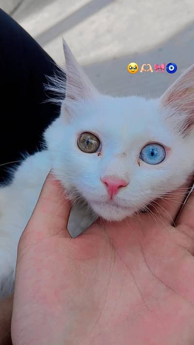 persian cat (female)  healthy and trained