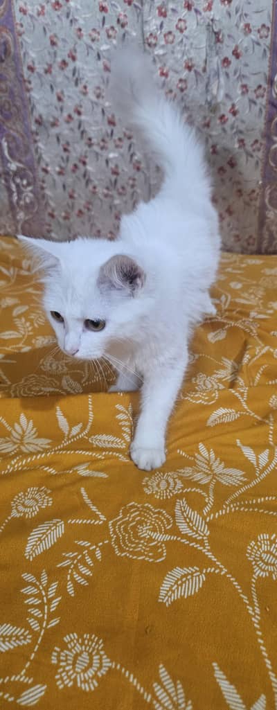 Persian Cat /Sale