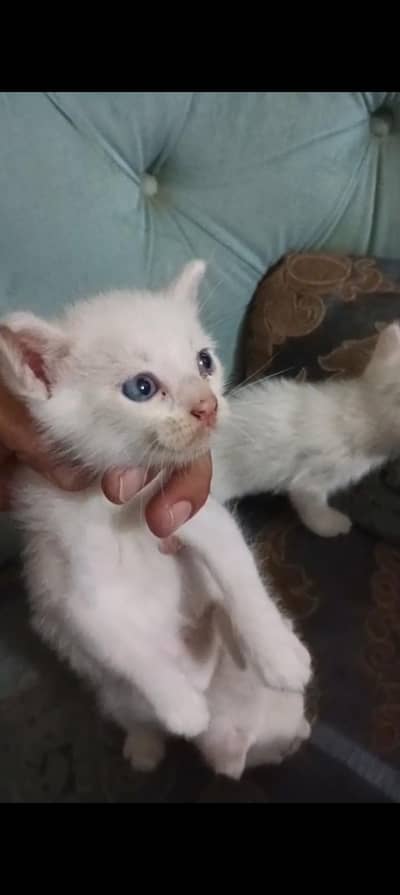 Persian white Cat