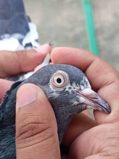 Teddy pigeon
