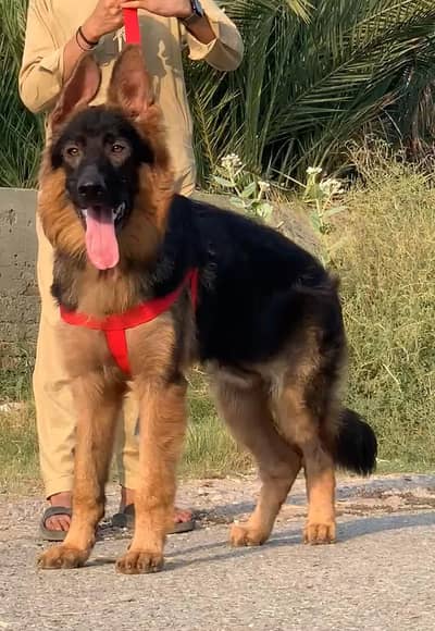 German Shepherd long coat male dog for sale