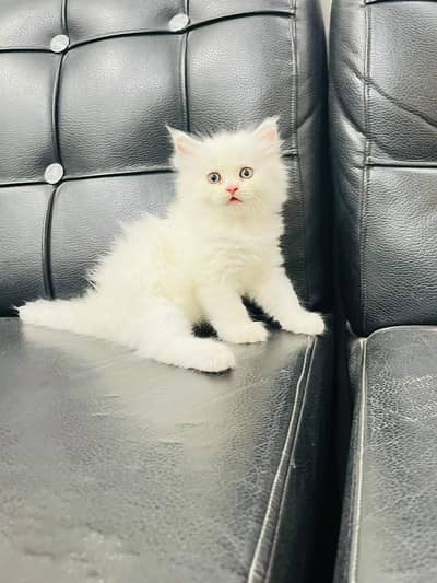 PERSIAN KITTENS CATS AVAILABLE