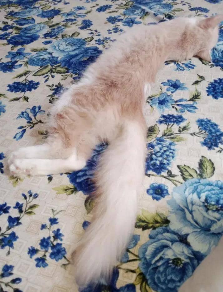 cat first breed 0