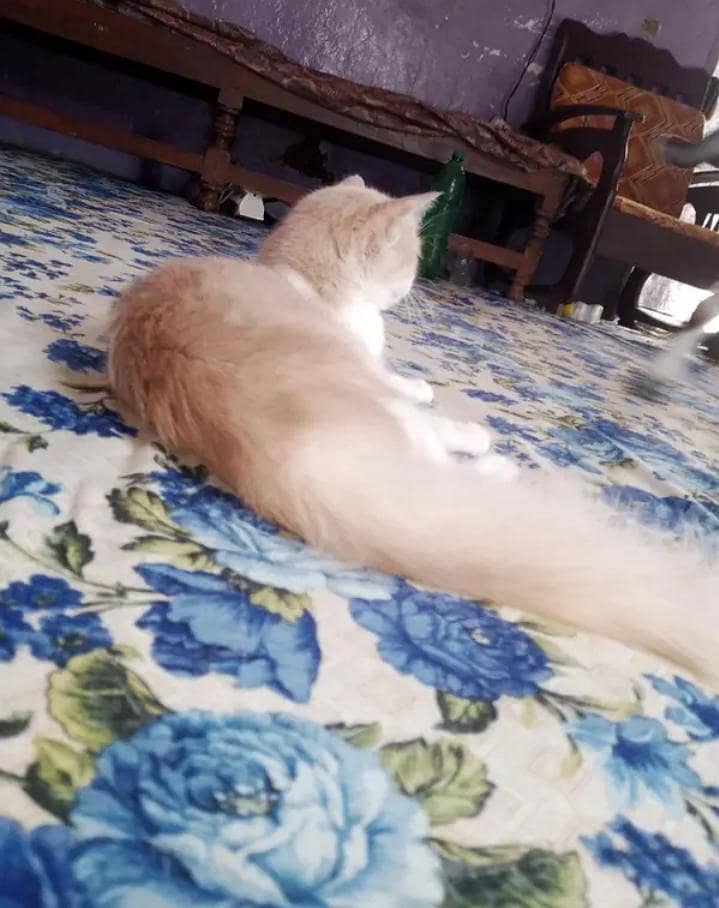 cat first breed 1