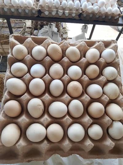 Desi Eggs is available