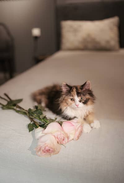 Cute Persian cat