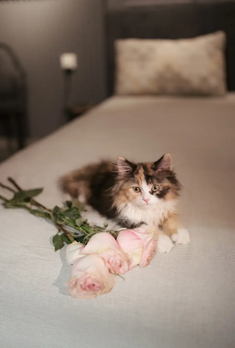 Cute Persian cat