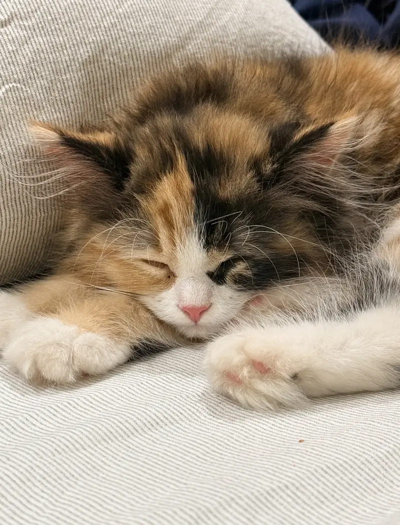 Cute Persian cat — photo 2