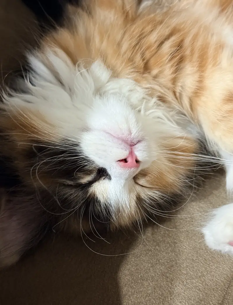 Cute Persian cat — photo 3