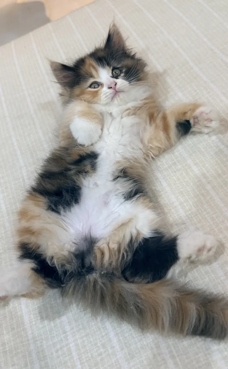 Cute Persian cat — photo 4